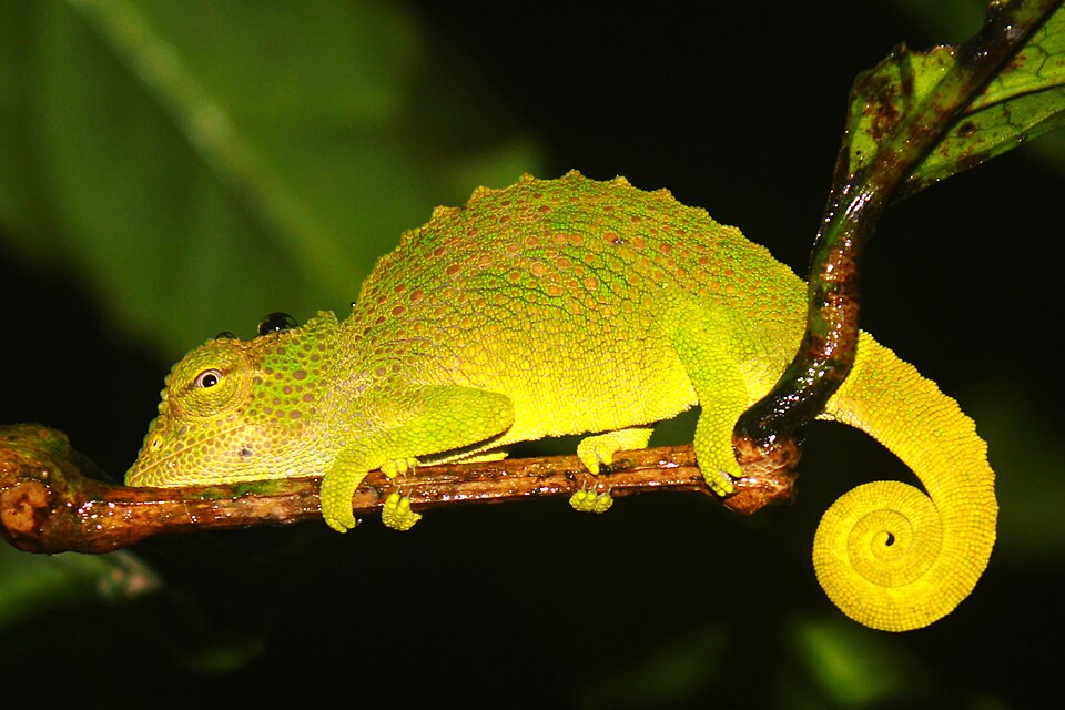 Friend of Geeko