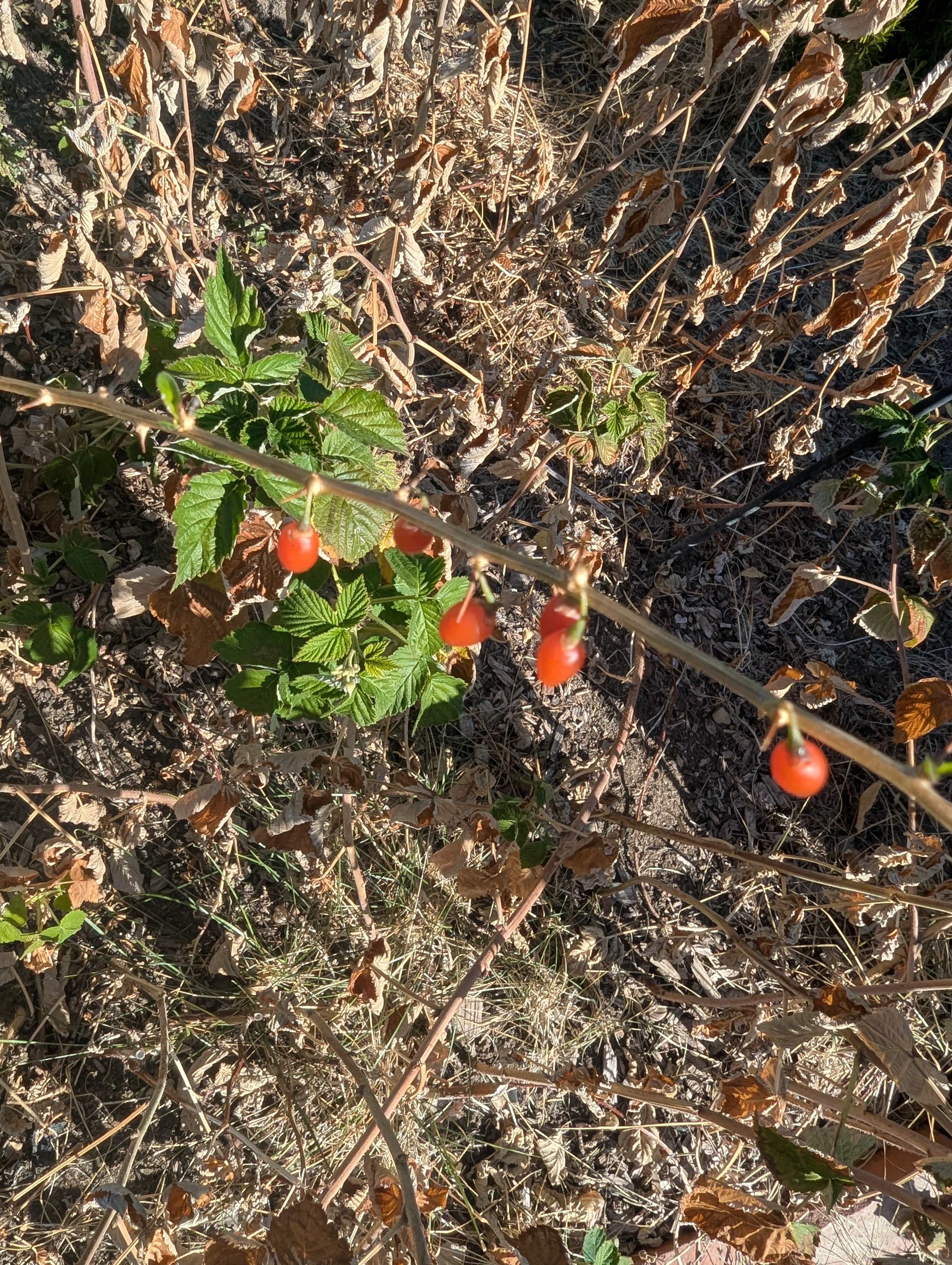 Wolfberries